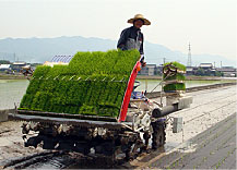 紙マルチの田植え